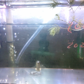 ファンシータイガーの親達の画像