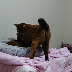 寝そびれた。。の画像