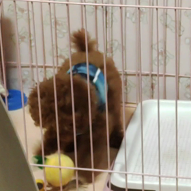 レオちゃんの運動会・・☆の画像