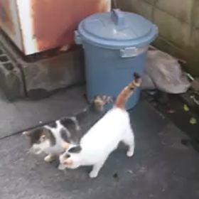 しらゆきちゃん動画シリーズの画像