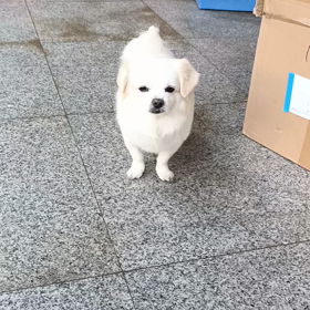 混種吉娃娃の画像