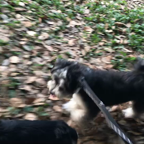 ♪お散歩動画♪代々木公園♪の画像