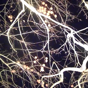 すぎぴたんの事件簿シーズン3　122話（まだ、お腹が大きい）の画像