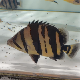 リーズナブルかつハイクオリティなシャムタイガー！の画像