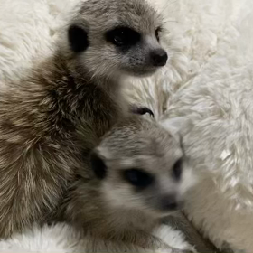 ミーアキャットBaby、ご家族様募集中✨✨の画像