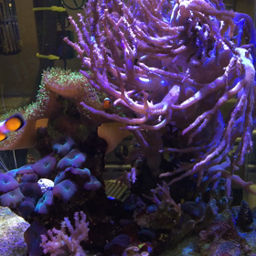 サンゴ水槽の画像