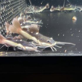 レッドテールキャットウルトラショート輸入完了！の画像