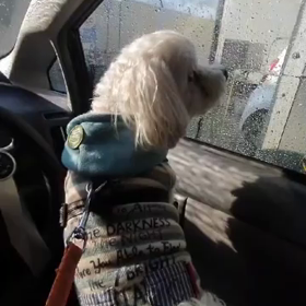 【第299話】初めての洗車機が怖かったボクの画像