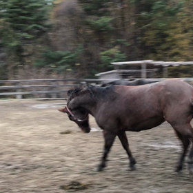 今日のリラの画像