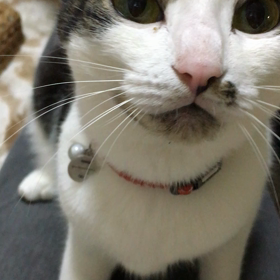 あんず。の画像