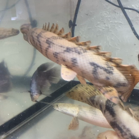 ★エンドリケリー！★の画像