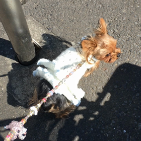 陸だけだと……の画像