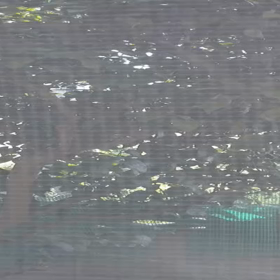 沢山鳴いた～の画像