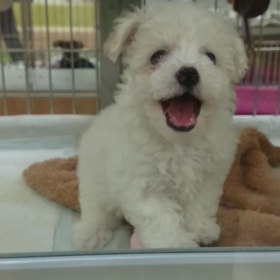 ビションフリーゼ女の子なう！の画像