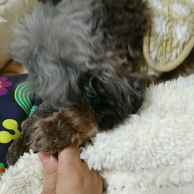 ロバさんｶﾐｶﾐの画像