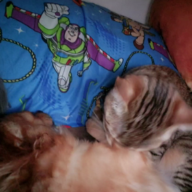 ②⓪ にゃんにゃんにゃんの画像