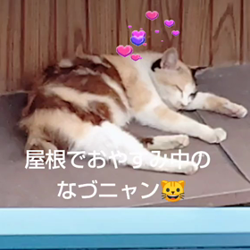 ネムネム(。-ω-)zzzの画像