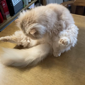 ひとりっ子のあずきの画像