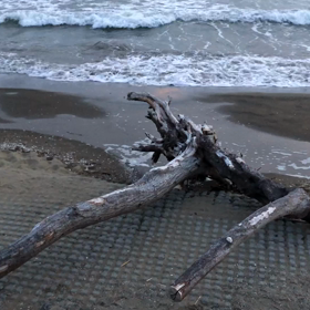 8.幕張の浜・流木／動画の画像