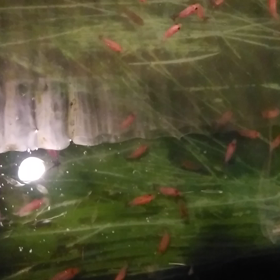 江戸錦・稚魚！の画像