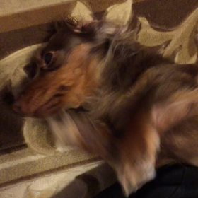 あけましておめでとうございます。の画像