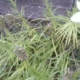 ヘアスタイル褒められまくり笑顔のバトンの画像