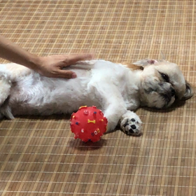 でっかいシーズー  ねんねんよ〜〜の画像