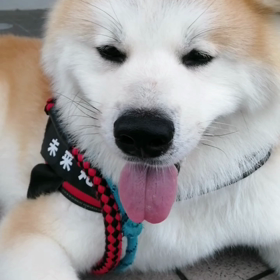 完全雨予報で雨無し＼(^o^)／早朝の約２時間の散歩降られませんでした。ただ湿気高く生温かい、後の画像