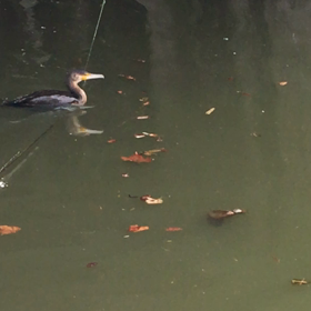 鵜を追いかけるの画像