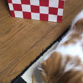  猫様あるあるの画像