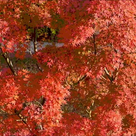 今年の紅葉美しかった。モミジの美しさ、身近で実感出来ました。の画像