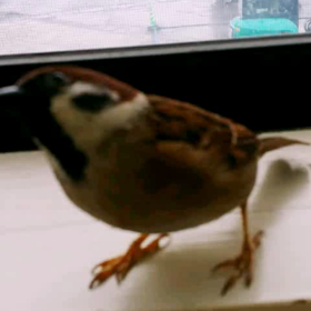 2015年1月15日保護211日目の画像