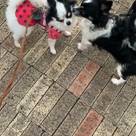 チワップルの画像