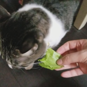 ティのおやつ？の画像