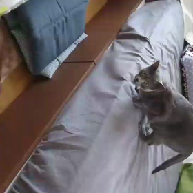 やっぱりダメだの画像