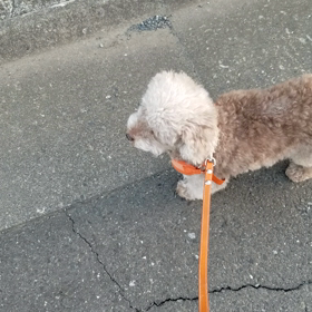 超久しぶりに散歩できたマロ(^-^)vの画像