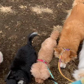 1月2日14わんこと2時間遠足　　代々木公園1の画像