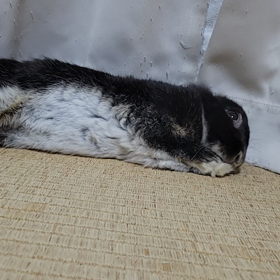 ただの可愛いうさぎの画像
