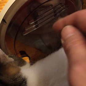 お腹を壊してるのは誰？の画像