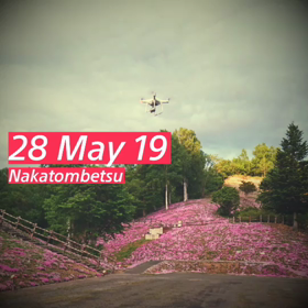 中頓別鍾乳洞芝桜まつり、無事終了しました。の画像