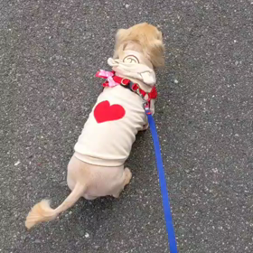 とあさんぽの画像