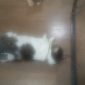 これでも酔ってます。の画像