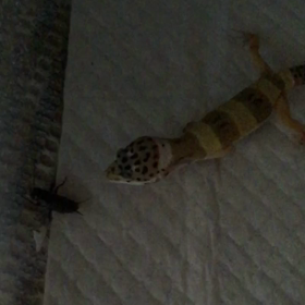 きっちゃん！活餌デビュー ヒョウモントカゲモドキの画像