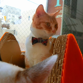 猫カフェムービー　バロン＆ねこごこちの画像