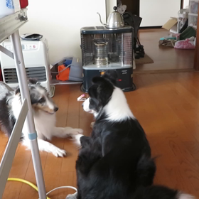 今日も寝てるか遊んでるかの画像