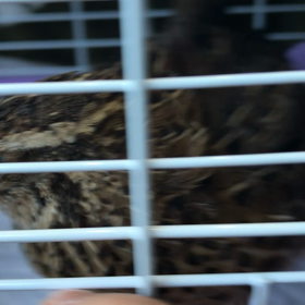 ピヨヨ、お腹に詰まった卵を…の画像