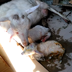 5月29日出産(^o^)の画像