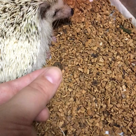 71日目不機嫌な晴栗さんの画像