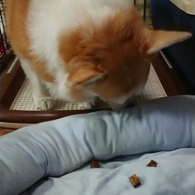 埋めてどうすんの！！の画像