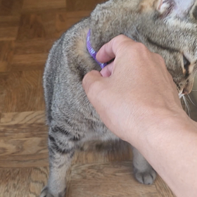 あま噛みの画像